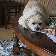 Tommy participe au concours pour gagner de l'argent avec cette photo : dog, fluffy, table, wooden_table, indoor, rug, furniture, decorations, resting, pet, canine, floor, cozy, home, relaxed, animal, white_dog, laying_down, living_room, quiet