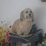 Tommy a rejoint le concours — aidez-le/la à gagner de superbes lots ! animal, cat_tree, companion, cozy, cute, decor, dog, domestic, flowers, fluffy, fur, furniture, household, indoor, pet, portrait, relaxed, sitting, small_dog, table