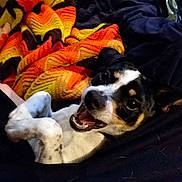 Rocket is registered to the contest to win money with this photo: dog, pet, smiling, lying_down, blanket, colorful, zigzag_pattern, black_and_white, fur, happy, indoor, cozy, playful, animal, canine, cute, resting, companion, close_up, relaxed