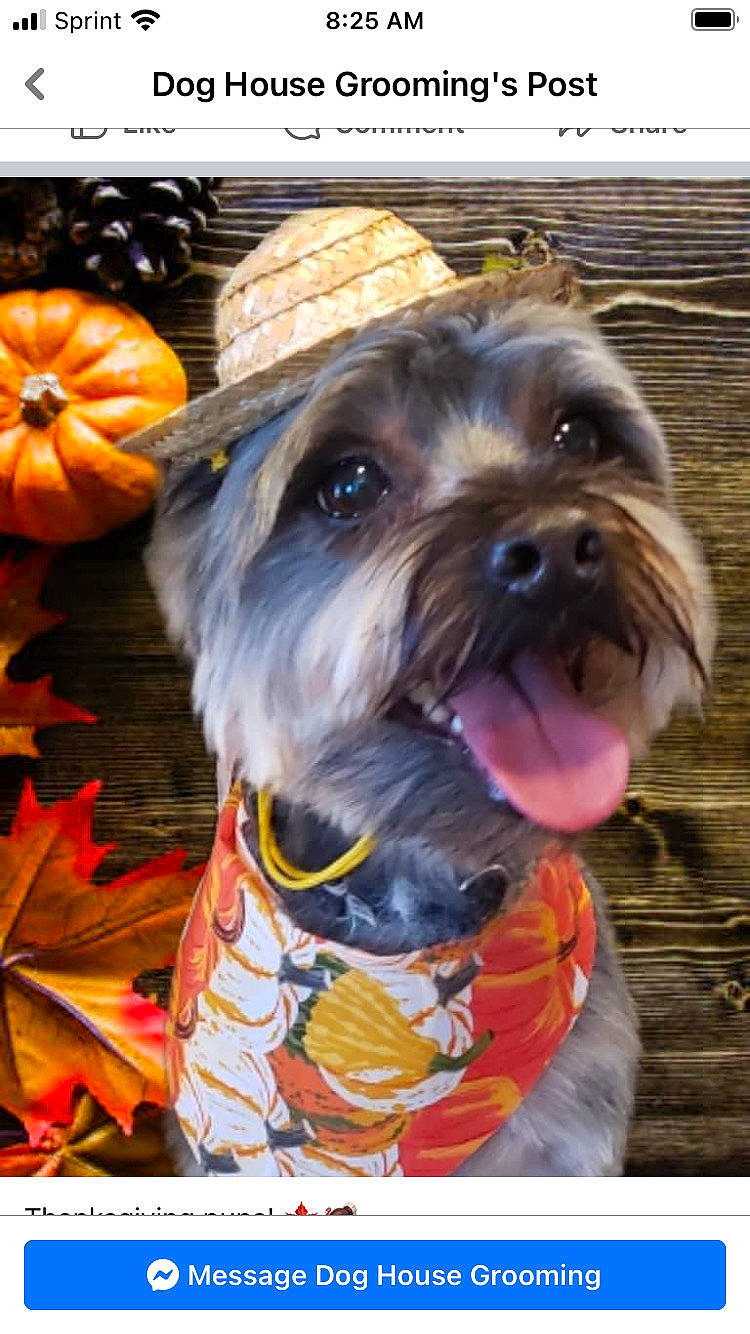 Marlin is registered to the contest to win money with this photo: calabaza, carnivore, collar, companion_dog, cucurbita, dog, dog_breed, dog_clothes, dog_collar, dog_supply, fawn, gourd, liver, pet_supply, plant, pumpkin, snout, toy_dog, winter_squash, working_animal