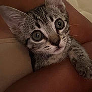 Sage joined the competition — help win amazing prizes! adorable, animal, cat, closeup, cozy, curious, cute, ears, eyes, feline, human_arm, indoor, kitten, paw, pet, skin, snuggle, tabby, whiskers, young