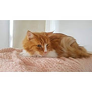 Guapo a rejoint le concours — aidez-le/la à gagner de superbes lots ! cat, orange_cat, white_cat, fluffy, pet, animal, feline, resting, blanket, pink_blanket, indoor, cozy, cute, fur, sleepy, relaxed, soft_texture, comfortable, lying_down, domestic_animal