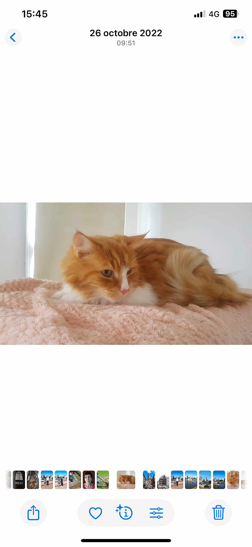 Guapo a rejoint le concours — aidez-le/la à gagner de superbes lots ! cat, orange_cat, white_cat, fluffy, pet, animal, feline, resting, blanket, pink_blanket, indoor, cozy, cute, fur, sleepy, relaxed, soft_texture, comfortable, lying_down, domestic_animal