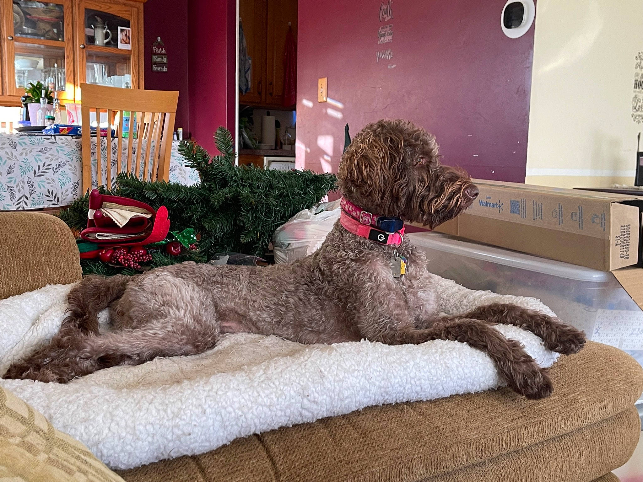 Bella is registered to the contest to win money with this photo: art, bedroom, carnivore, comfort, companion_dog, couch, dog, dog_breed, fawn, felidae, flooring, fur, houseplant, interior_design, living_room, picture_frame, plant, sporting_group, studio_couch, tail