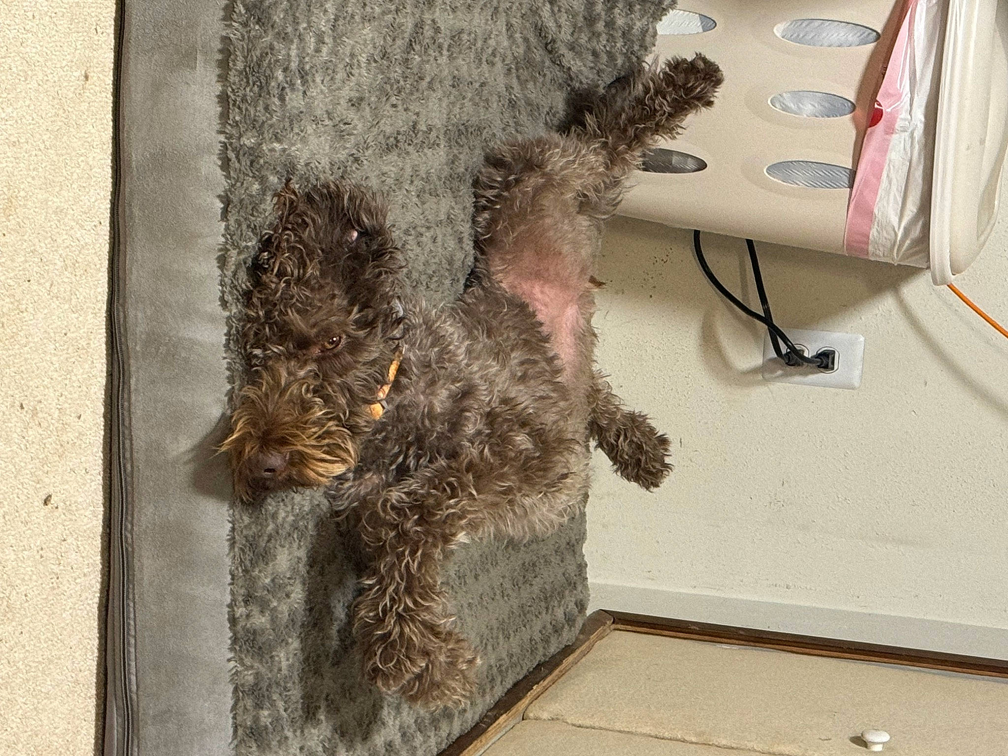 Bella is registered to the contest to win money with this photo: canidae, fawn, flooring, fur, plant, snout, sporting_group, tail, terrestrial_animal, trunk, wood