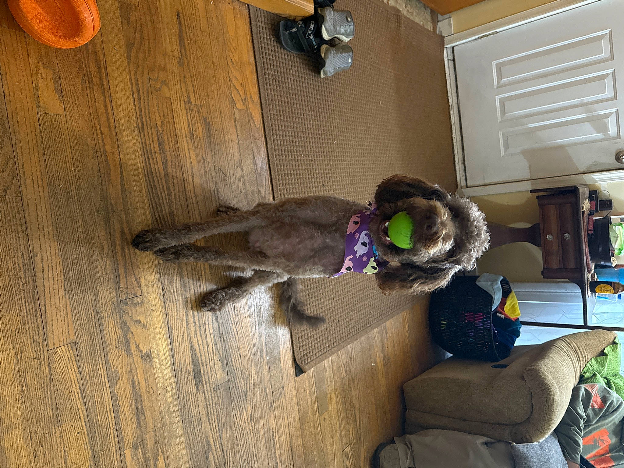 Bella joined the competition — help win amazing prizes! brown, floor, flooring, fur, hardwood, hat, laminate_flooring, plank, plywood, room, shelf, tail, thread, varnish, wood, wood_flooring, wood_stain, wool, woolen