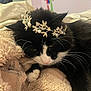 Fox is registered to the contest to win money with this photo: cat, black_and_white, tiara, jewelry, blanket, cozy, sleepy, feline, whiskers, fur, indoor, pet, resting, cute, animal, soft, cute_pet, closeup, relaxed, domestic_cat