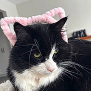 Fox is registered to the contest to win money with this photo: cat, black_and_white, feline, pet, indoor, pink_headband, whiskers, fur, close_up, animal, cute, ears, portrait, domestic_cat, soft_texture, relaxed, house, cozy, muzzle, green_eyes