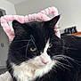 cat, black_and_white, feline, pet, indoor, pink_headband, whiskers, fur, close_up, animal, cute, ears, portrait, domestic_cat, soft_texture, relaxed, house, cozy, muzzle, green_eyes