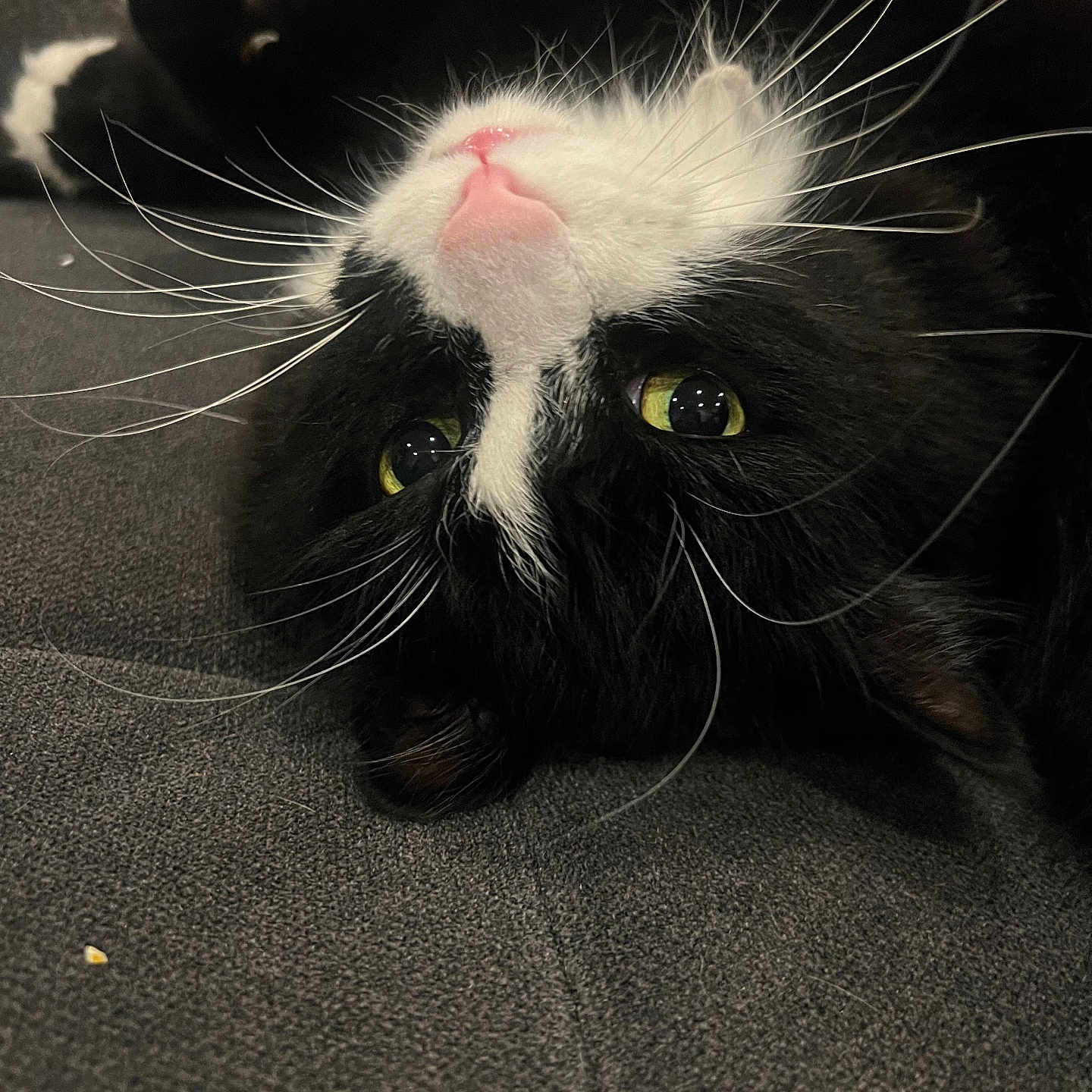 Fox is registered to the contest to win money with this photo: animal, black_and_white, cat, close_up, cozy, cute, domestic_cat, feline, fur, green_eyes, indoor, lying_down, pet, pink_nose, playful, portrait, relaxed, soft, upside_down, whiskers