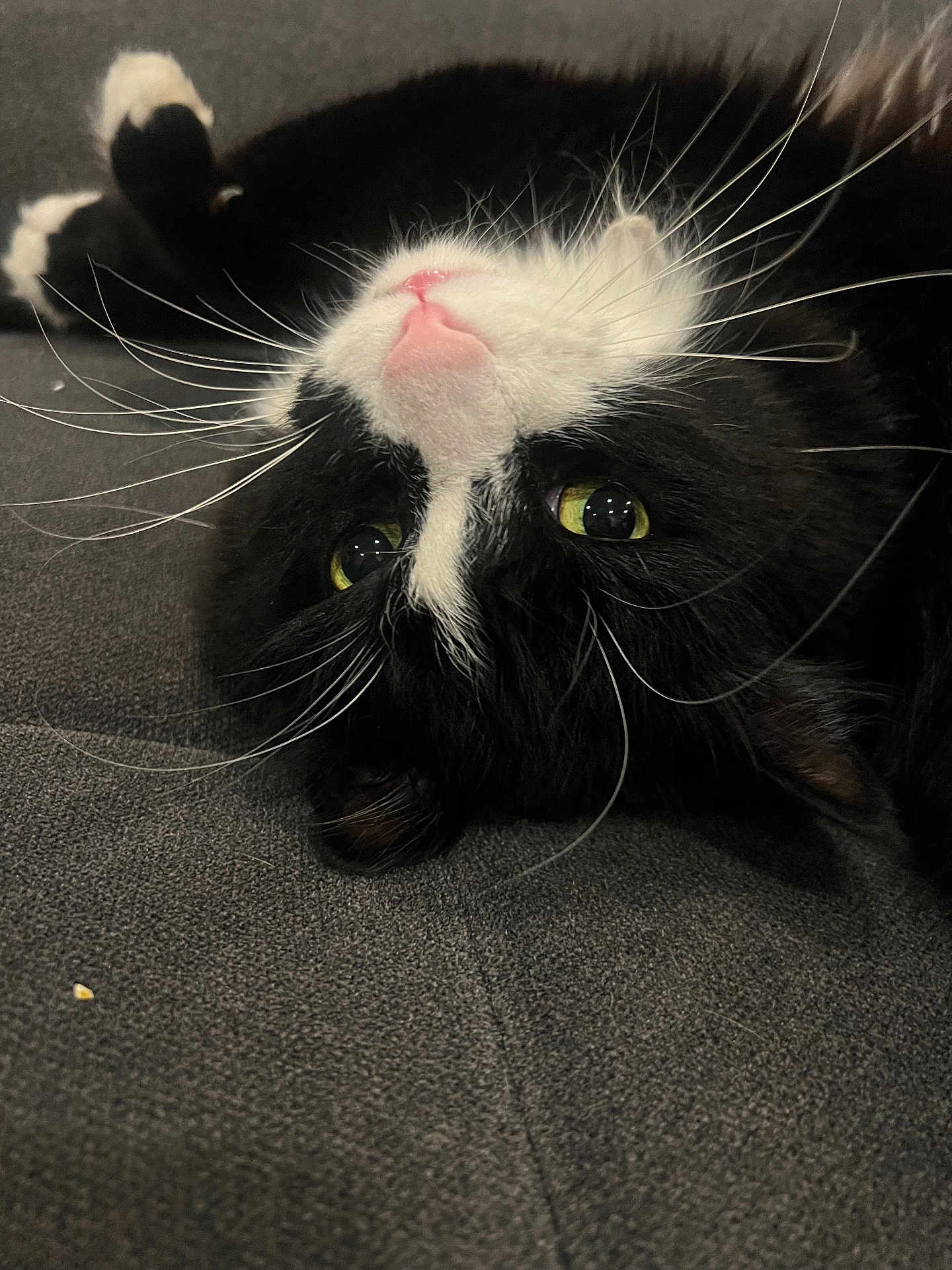 Fox is registered to the contest to win money with this photo: cat, black_and_white, whiskers, pink_nose, green_eyes, upside_down, pet, feline, cute, lying_down, fur, close_up, indoor, animal, relaxed, soft, cozy, portrait, playful, domestic_cat