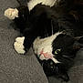 cat, black_and_white, pet, feline, paws, lying_down, cozy, green_eyes, whiskers, close_up, indoor, cute, fur, relaxed, animal, domestic_animal, portrait, resting, soft_texture, curled_paws