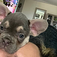 Lola is registered to the contest to win money with this photo: dog, puppy, french_bulldog, pet, cute, ears, face, person, couch, indoor, living_room, furniture, television, clothing, resting, cozy, home, animal, mammal, adorable