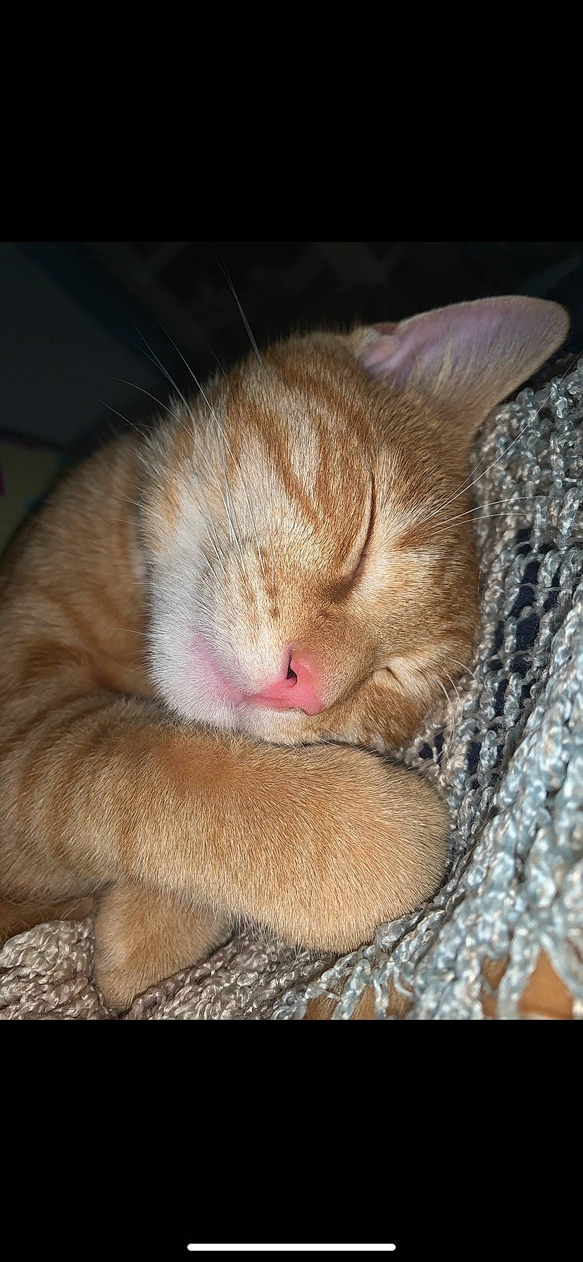 Cheerio is registered to the contest to win money with this photo: carnivore, cat, claw, comfort, domestic_short_haired_cat, ear, fawn, felidae, foot, fur, human_leg, mammal, paw, small_to_medium_sized_cats, snout, tail, terrestrial_animal, vertebrate, whiskers, wood