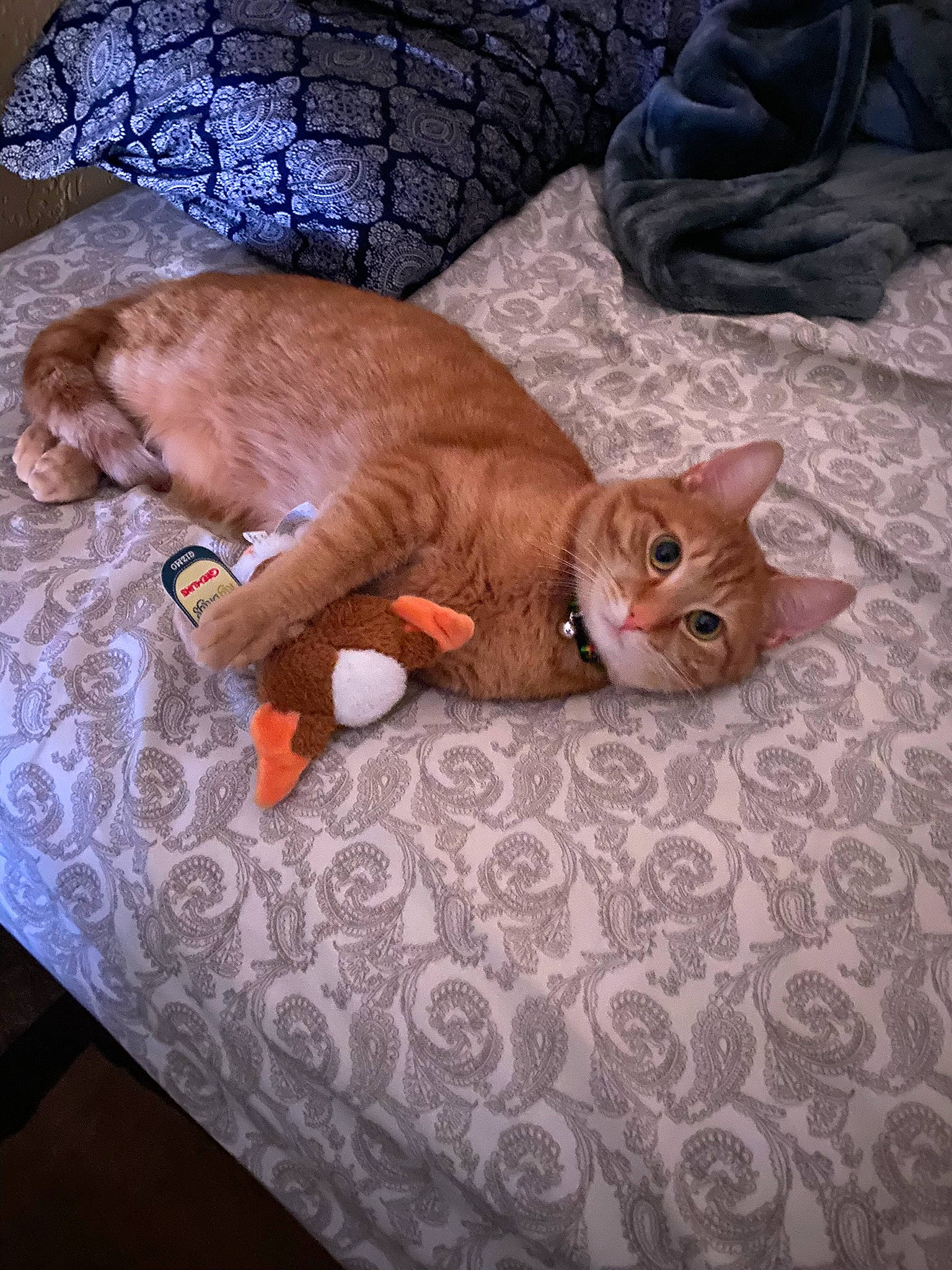 Cheerio is registered to the contest to win money with this photo: art, carnivore, cat, comfort, companion_dog, domestic_short_haired_cat, fawn, felidae, fur, pattern, paw, small_to_medium_sized_cats, snout, stuffed_toy, tail, terrestrial_animal, textile, toy, whiskers, wood