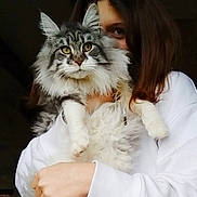 Pearl participe au concours pour gagner de l'argent avec cette photo : cat, person, white_sweatshirt, fluffy_fur, yellow_eyes, holding, portrait, indoor, animal, pet, long_hair, face, hands, looking, cute, domestic_animal, fur, closeup, young_adult, dark_background