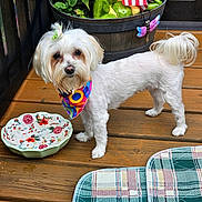 Maggie Mae joined the competition — help win amazing prizes! dog, white_dog, small_dog, bandana, hair_clip, wooden_deck, flower_pot, plants, frog_statue, decorative_bowl, colorful, pet, outdoor, plaid_cushion, animal, cute, standing, domestic_animal, garden, companion