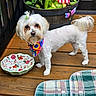 dog, white_dog, small_dog, bandana, hair_clip, wooden_deck, flower_pot, plants, frog_statue, decorative_bowl, colorful, pet, outdoor, plaid_cushion, animal, cute, standing, domestic_animal, garden, companion