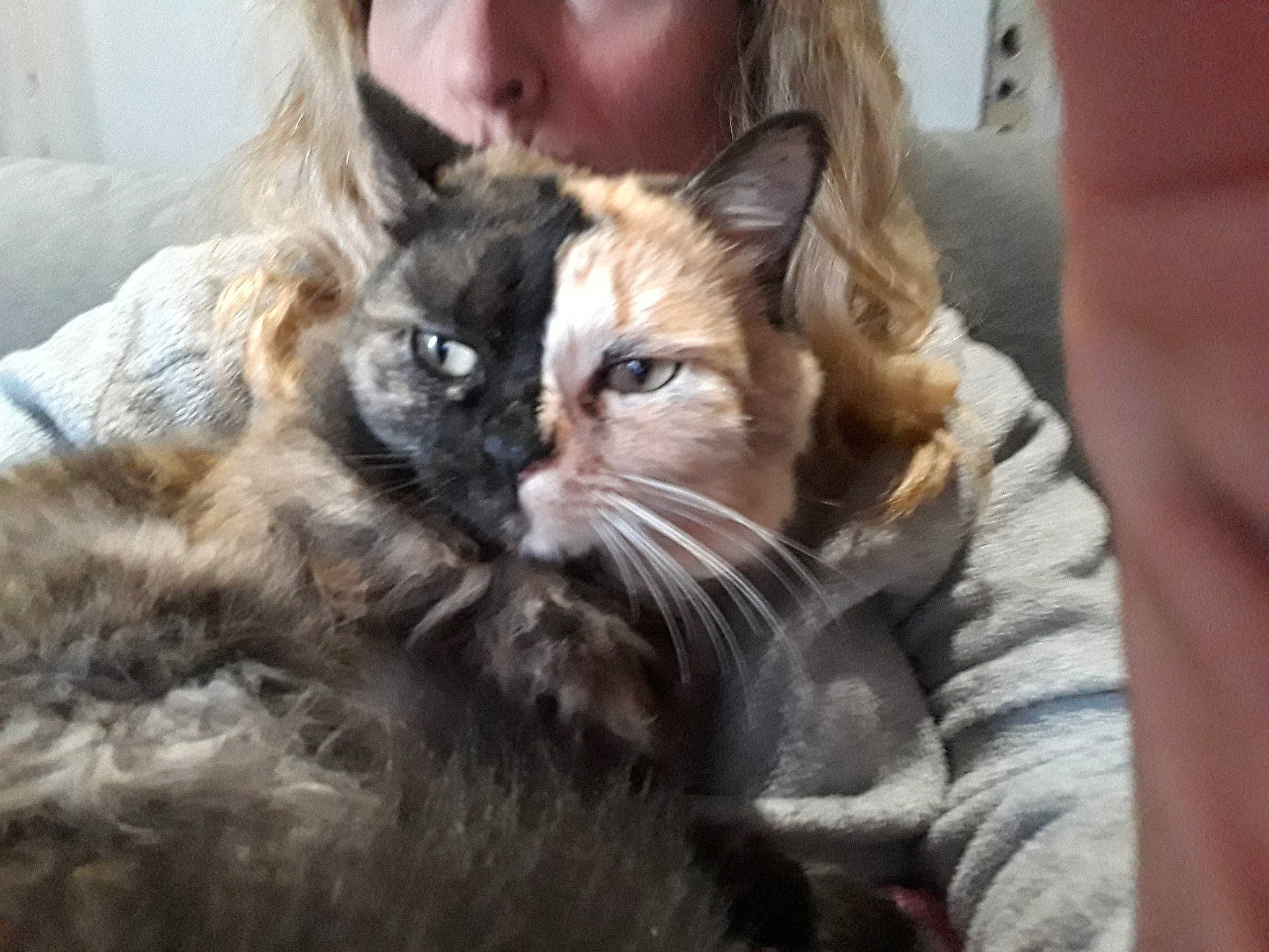 Lena a rejoint le concours — aidez-le/la à gagner de superbes lots ! carnivore, cat, claw, comfort, companion_dog, domestic_short_haired_cat, felidae, fur, maine_coon, mammal, paw, siberian, small_to_medium_sized_cats, terrestrial_animal, whiskers