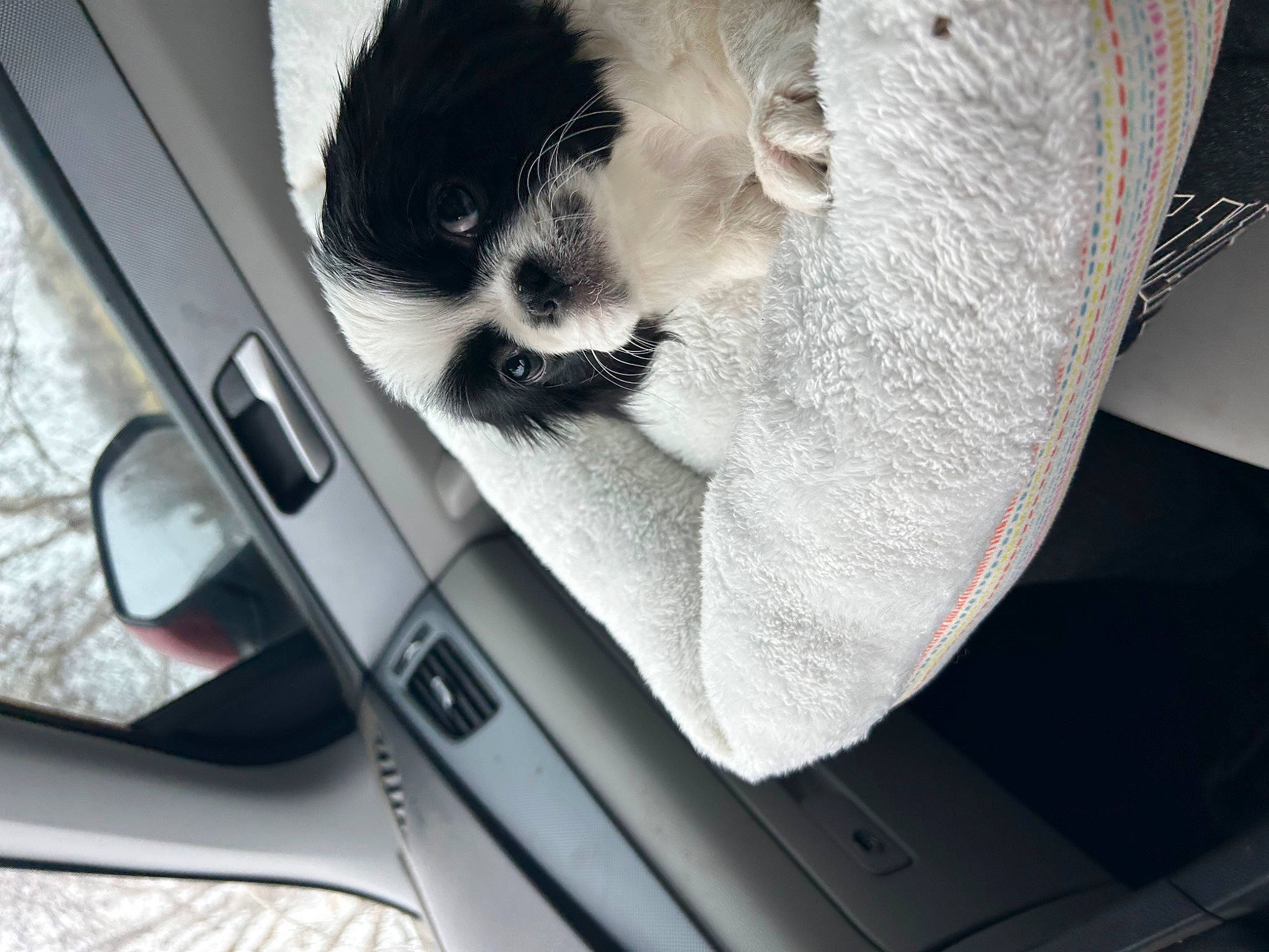 Vader is registered to the contest to win money with this photo: auto_part, automotive_design, automotive_exterior, automotive_mirror, automotive_window_part, car_seat, carnivore, family_car, felidae, gesture, glass, luxury_vehicle, personal_luxury_car, plant, rear_view_mirror, small_to_medium_sized_cats, vehicle_door, whiskers, windscreen_wiper, windshield