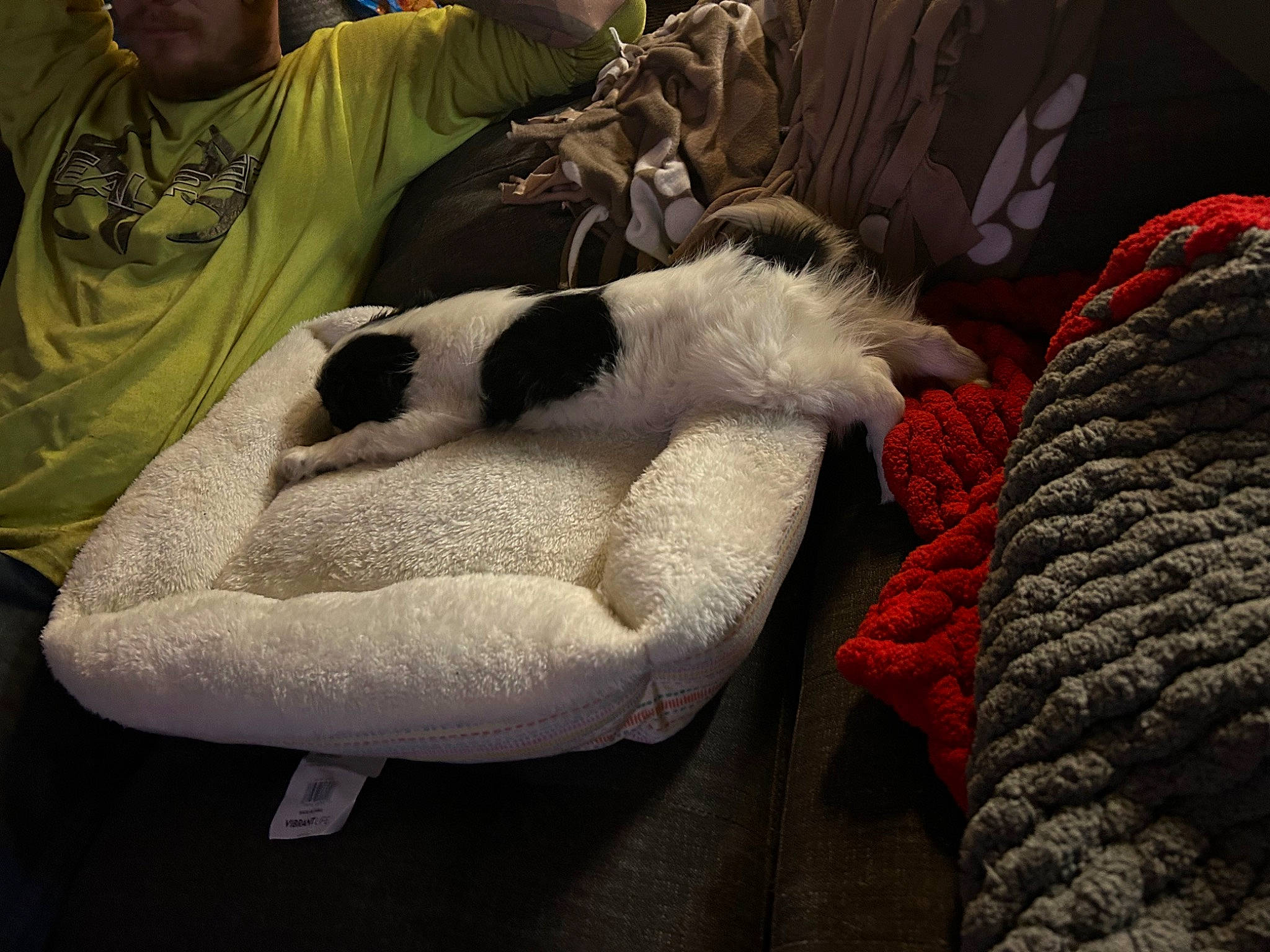 Vader is registered to the contest to win money with this photo: blanket, carmine, comfort, companion_dog, felidae, flesh, fur, linens, nap, paw, room, sleep, small_to_medium_sized_cats, tail, thread, whiskers, wool, woolen, woven_fabric