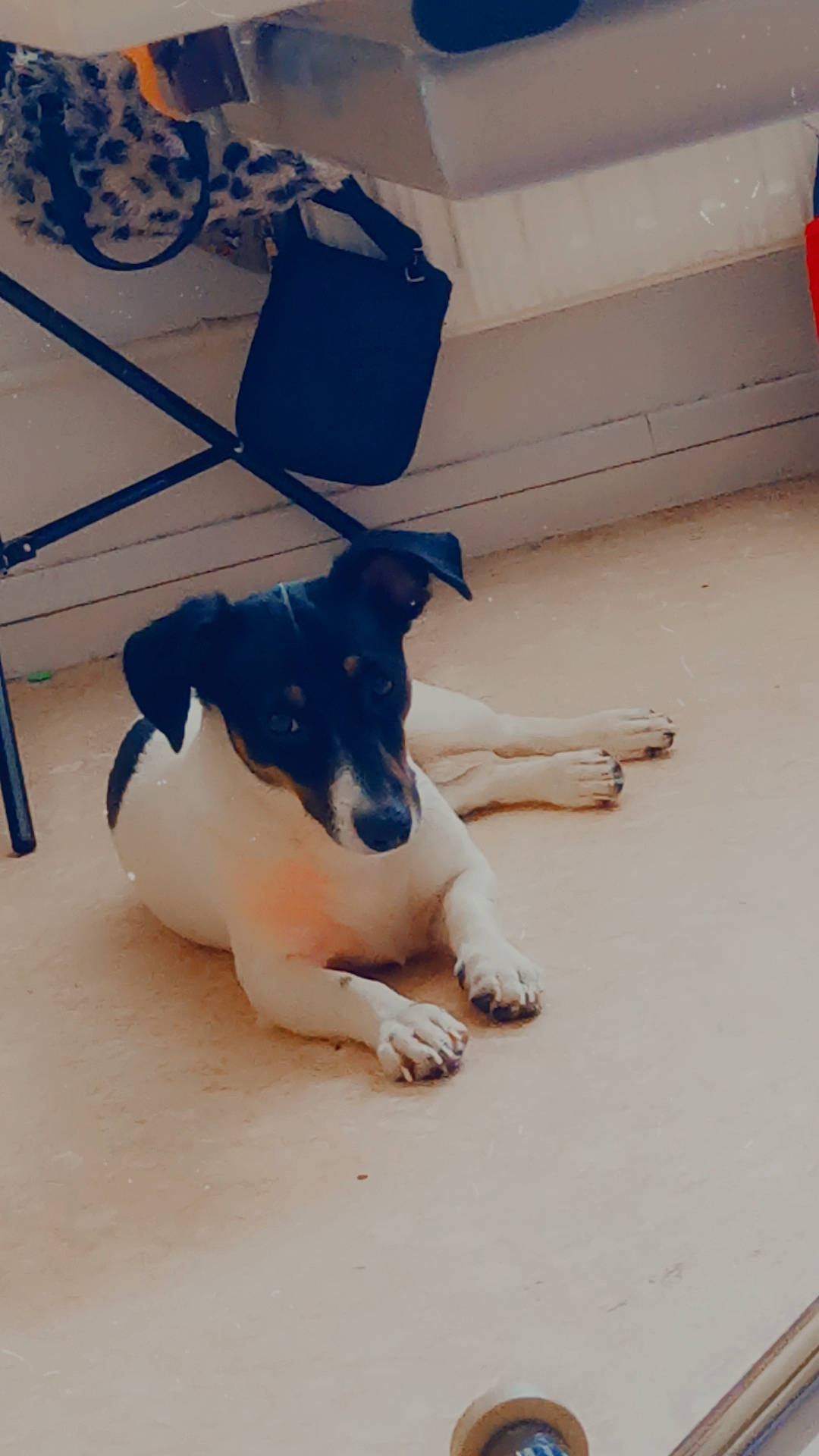 Fifille a rejoint le concours — aidez-le/la à gagner de superbes lots ! canidae, carnivore, companion_dog, dog, dog_breed, electric_blue, fawn, floor, flooring, foot, fur, happy, hardwood, human_leg, paw, snout, sporting_group, tail, wood, working_animal