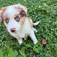 Aria a rejoint le concours — aidez-le/la à gagner de superbes lots ! puppy, dog, blue_eyes, brown_and_white, grass, clover, outdoors, close_up, portrait, cute, fur, nose, whiskers, sitting, looking_up, small, ears, playful, greenery, leaf