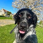 Uxy a rejoint le concours — aidez-le/la à gagner de superbes lots ! animal, background_blur, black_and_white, canine, close_up, daylight, dog, flowering_tree, grass, happy, house, leash, nature, outdoor, person, pet, portrait, spring, sunny, tongue_out