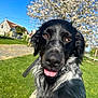 animal, background_blur, black_and_white, canine, close_up, daylight, dog, flowering_tree, grass, happy, house, leash, nature, outdoor, person, pet, portrait, spring, sunny, tongue_out