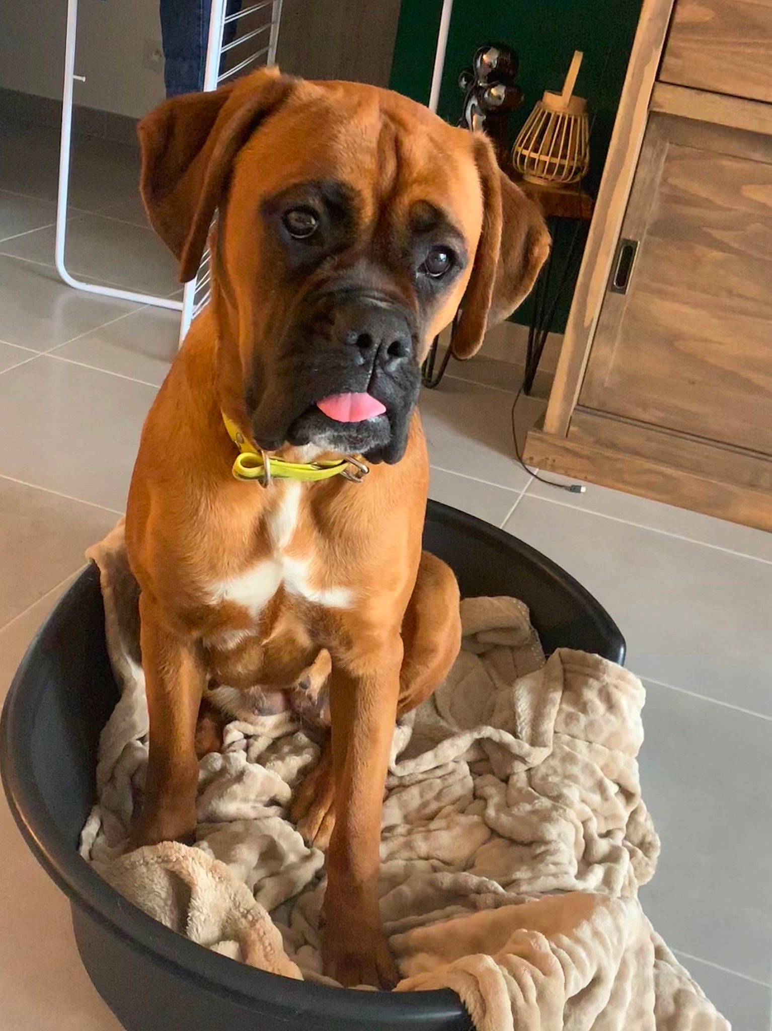 Gioia participe au concours pour gagner de l'argent avec cette photo : american_mastiff, boerboel, boxer, bullmastiff, canidae, carnivore, companion_dog, dog, dog_breed, english_mastiff, fawn, korean_mastiff, mammal, molosser, perro_de_presa_mallorquin, rare_breed_dog, snout, sporting_group, tosa, vertebrate