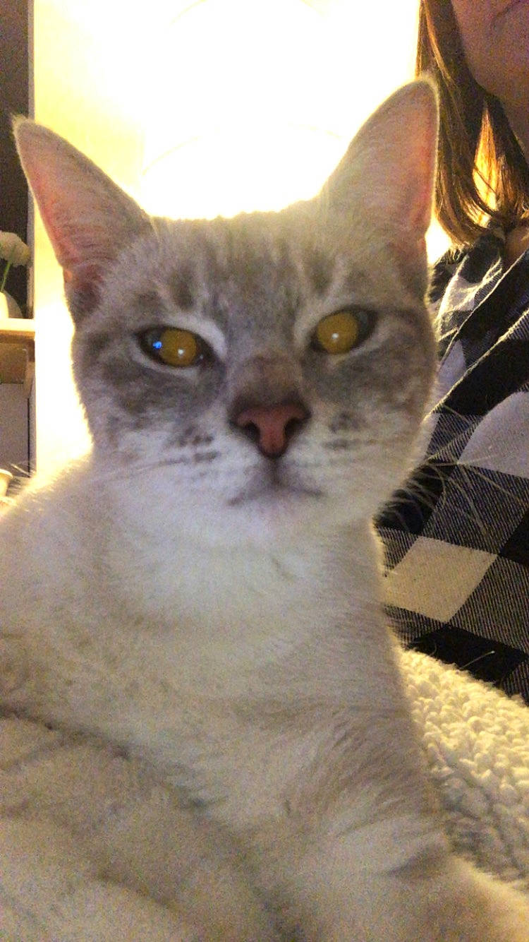 Lady a rejoint le concours — aidez-le/la à gagner de superbes lots ! carnivore, cat, cat_supply, domestic_short_haired_cat, felidae, fur, head, iris, small_to_medium_sized_cats, snout, whiskers, window