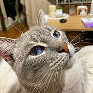 Lady a rejoint le concours — aidez-le/la à gagner de superbes lots ! cat, blue_eyes, close_up, whiskers, indoor, feline, pet, animal, cozy, fur, portrait, domestic_cat, cute, soft_light, relaxed, focus, mammal, household, background_blur, looking_up