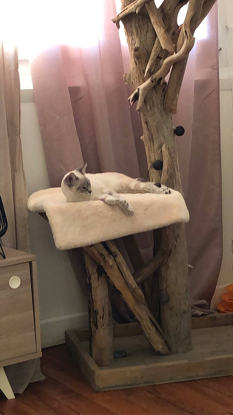 Lady participe au concours pour gagner de l'argent avec cette photo : art, cabinetry, comfort, drawer, fawn, felidae, floor, flooring, fur, hardwood, interior_design, linens, mammal, natural_material, room, textile, twig, vertebrate, visual_arts, wood