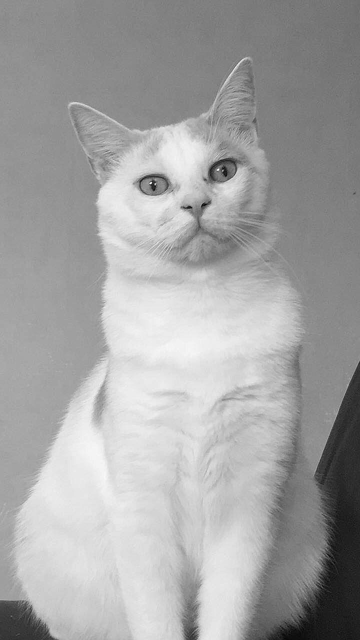 Patapouf participe au concours pour gagner de l'argent avec cette photo : carnivore, cat, domestic_short_haired_cat, eye, felidae, fur, head, iris, monochrome, monochrome_photography, paw, small_to_medium_sized_cats, snout, tail, terrestrial_animal, whiskers