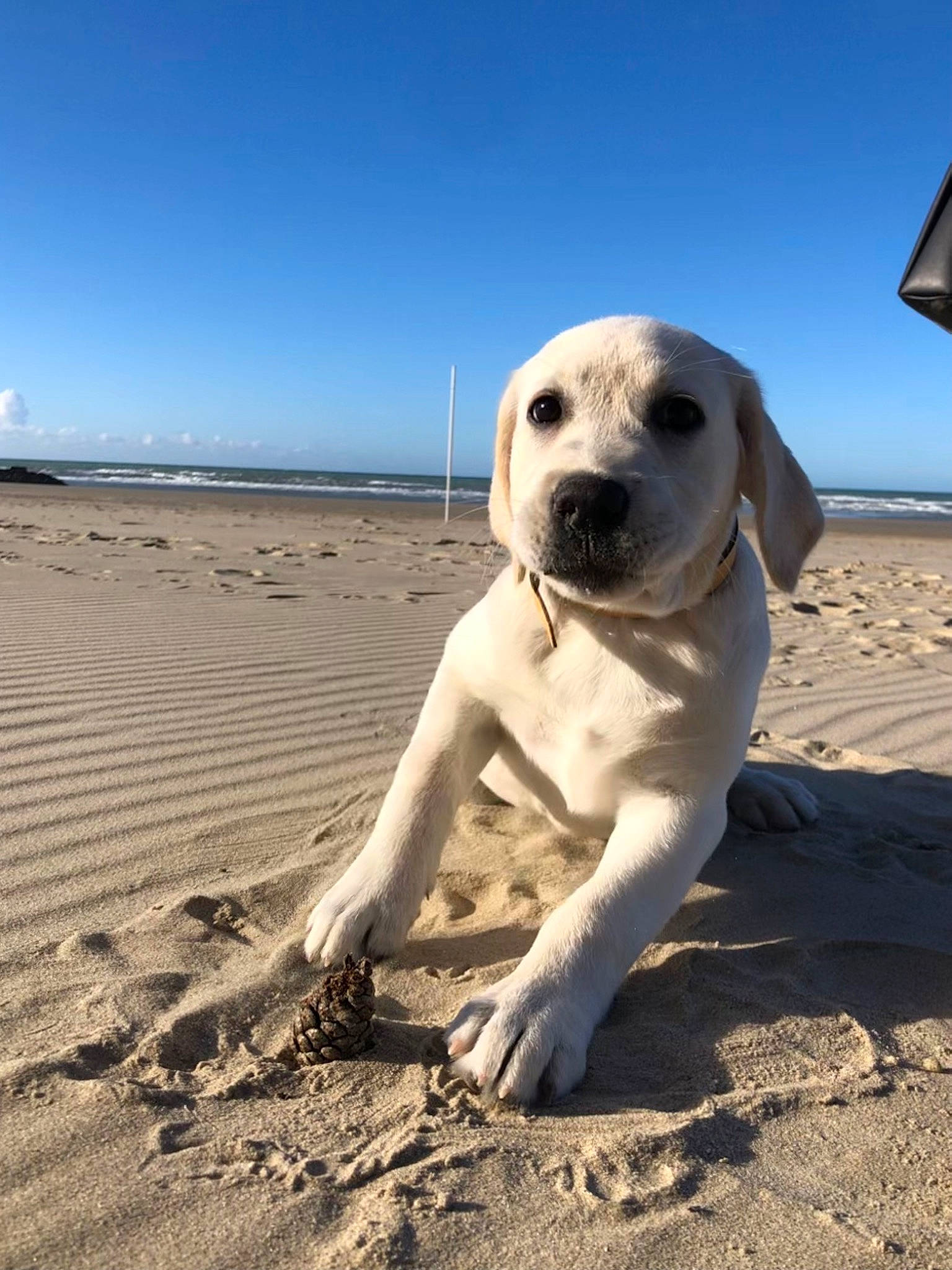 Thelma a rejoint le concours — aidez-le/la à gagner de superbes lots ! beach, canidae, carnivore, cloud, companion_dog, dog, dog_breed, fawn, landscape, non_sporting_group, ocean, sand, shadow, singing_sand, sky, snout, soil, sporting_group, wood, working_animal