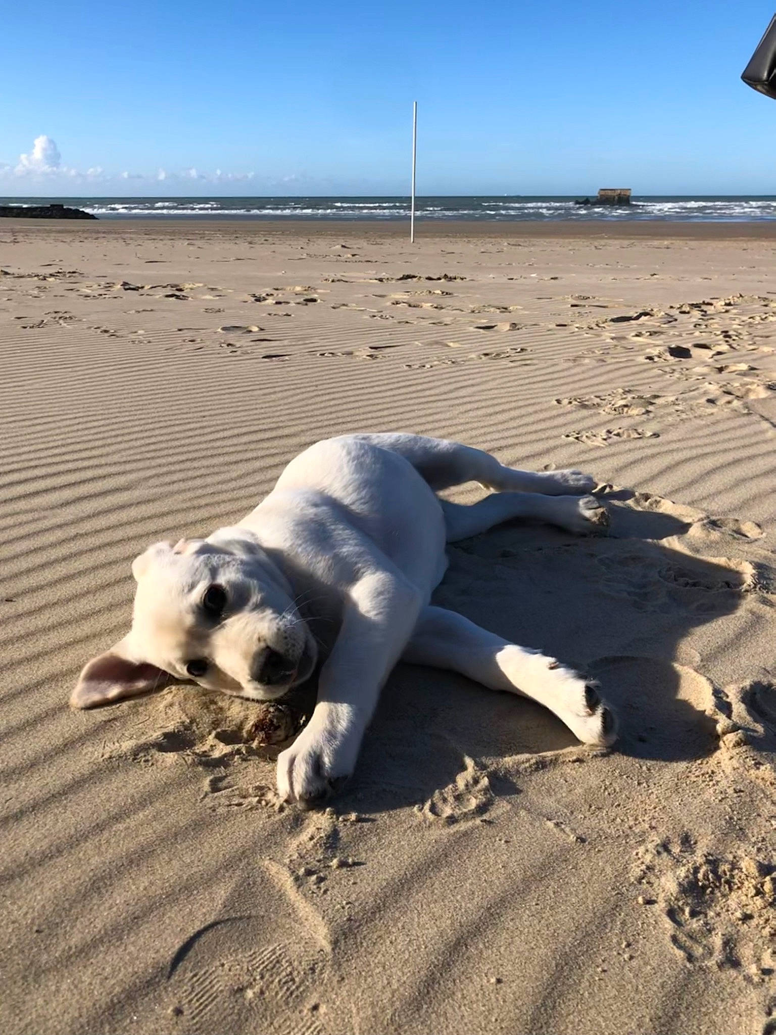 Thelma a rejoint le concours — aidez-le/la à gagner de superbes lots ! aeolian_landform, azure, beach, body_of_water, carnivore, cloud, dog, dog_breed, horizon, landscape, morning, sand, shadow, shore, sky, summer, sunlight, wind, wind_wave, wood