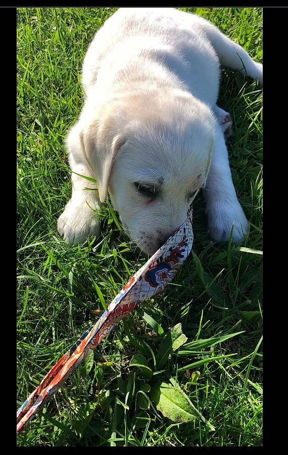 Thelma participe au concours pour gagner de l'argent avec cette photo : carnivore, companion_dog, dog, dog_breed, dog_collar, fawn, grass, grass_family, grassland, labrador_retriever, lawn, plant, retriever, snout, sporting_group, tail, terrestrial_animal, whiskers, working_animal, wrinkle