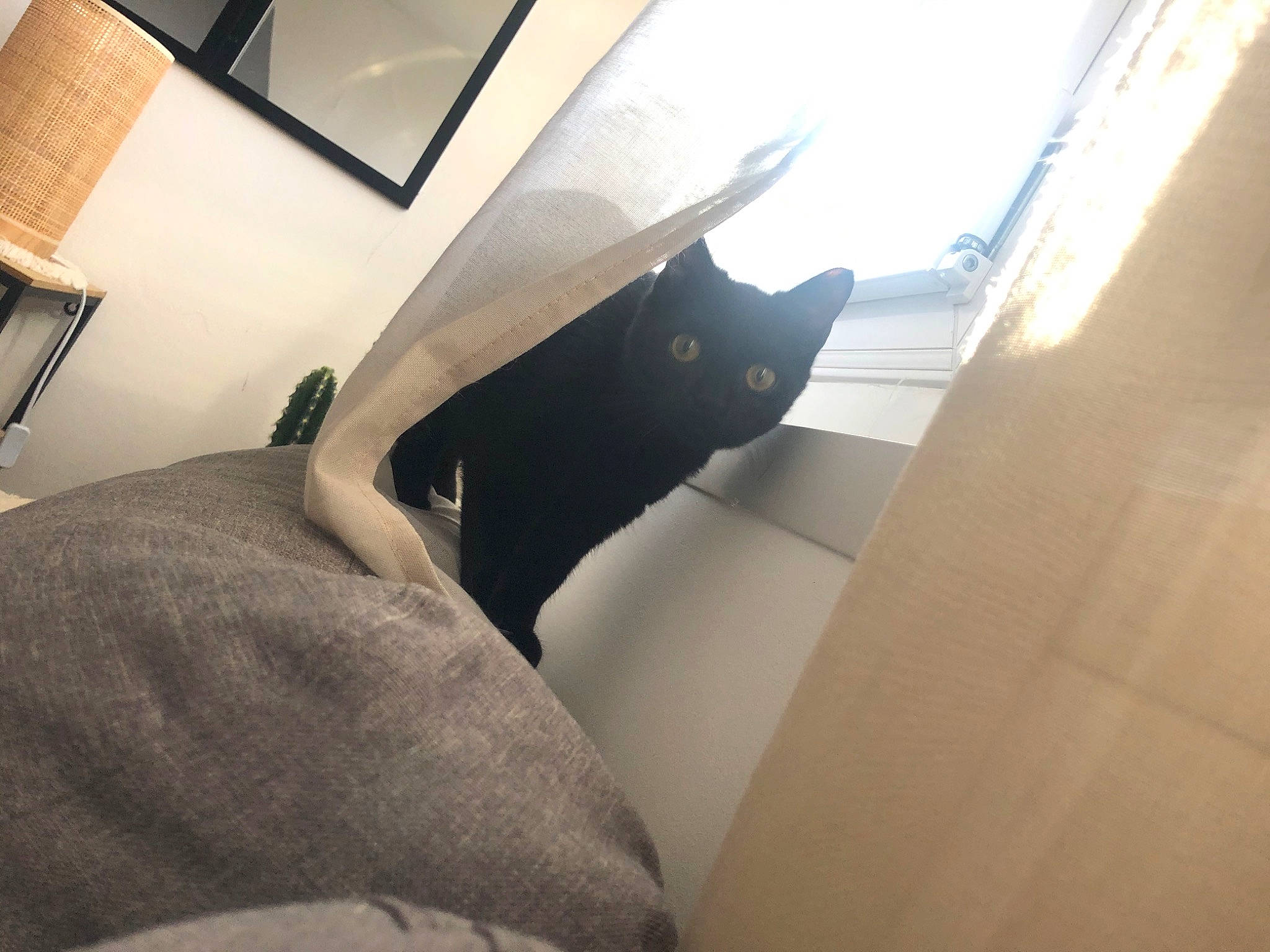 Sya participe au concours pour gagner de l'argent avec cette photo : black_cat, carnivore, cat, ceiling, comfort, felidae, floor, flooring, fur, grey, hardwood, mammal, room, small_to_medium_sized_cats, stairs, tail, tints_and_shades, whiskers, window, wood