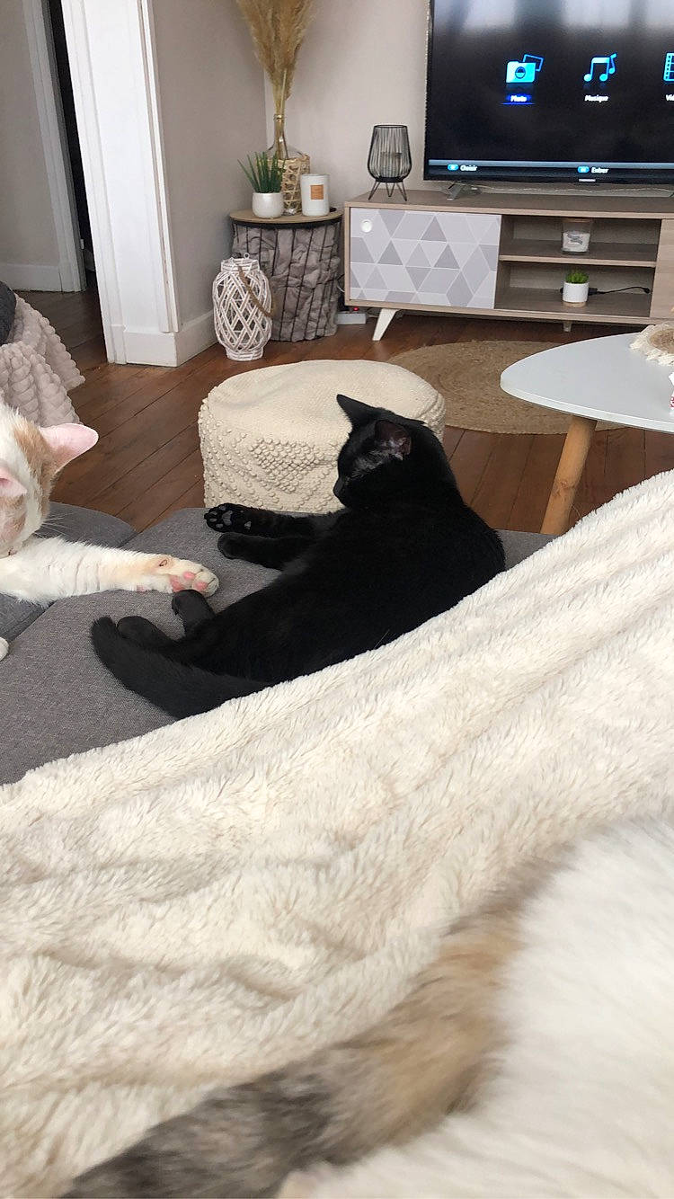 Sya a rejoint le concours — aidez-le/la à gagner de superbes lots ! bombay, carnivore, cat, comfort, felidae, floor, flooring, flowerpot, furniture, grey, hardwood, houseplant, interior_design, living_room, plant, small_to_medium_sized_cats, textile, whiskers, white, wood