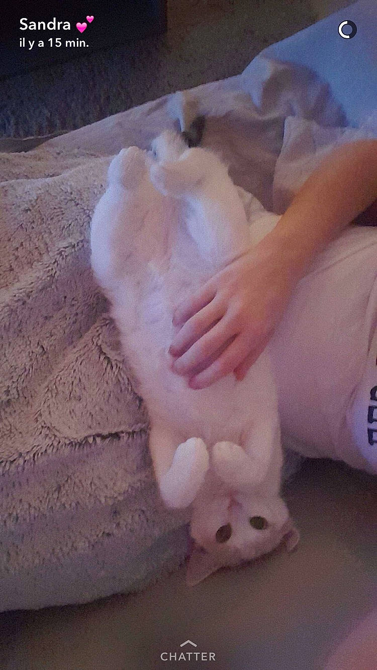 Stella a rejoint le concours — aidez-le/la à gagner de superbes lots ! barefoot, claw, cloud, comfort, felidae, finger, flooring, foot, fur, gesture, human_leg, jaw, nail, paw, small_to_medium_sized_cats, tail, thumb, toe, whiskers, wrist