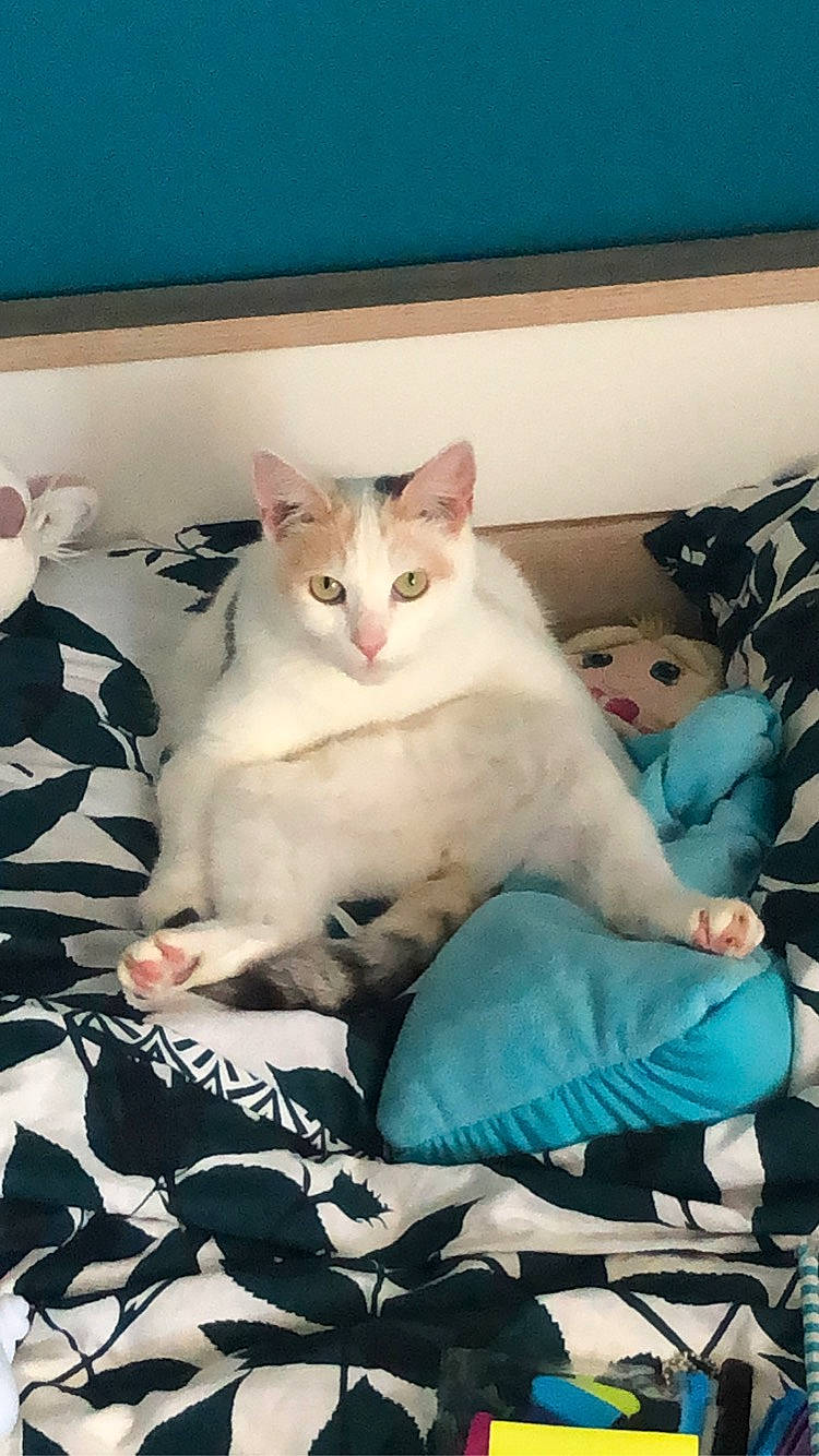 Stella a rejoint le concours — aidez-le/la à gagner de superbes lots ! carnivore, cat, comfort, domestic_short_haired_cat, felidae, fur, paw, sitting, small_to_medium_sized_cats, tail, whiskers