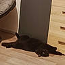 Uggy a rejoint le concours — aidez-le/la à gagner de superbes lots ! black_cat, cat, feline, pet, floor, wooden_floor, dresser, drawer, furniture, indoor, relaxed, lying_down, chair, cushion, home, domestic_animal, animal, cute, looking, resting