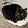 Uggy participe au concours pour gagner de l'argent avec cette photo : cat, black_cat, yellow_eyes, basket, plastic_basket, indoor, wooden_floor, pet, animal, feline, curled_up, resting, looking, cute, fur, whiskers, ears, closeup, cozy, domestic
