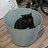 cat, black_cat, bucket, plastic_bucket, floor, wooden_floor, indoor, pet, animal, curious, yellow_eyes, household, cable, cord, vacuum_cleaner, container, indoor_lighting, flooring, domestic_animal, feline
