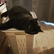 Uggy participe au concours pour gagner de l'argent avec cette photo : black_cat, cat, laundry_basket, indoor, wooden_floor, relaxed, pet, feline, curious, domestic_animal, household, cozy, furniture, resting, cute, mammal, whiskers, ears, flooring, soft_light