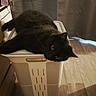 black_cat, cat, laundry_basket, indoor, wooden_floor, relaxed, pet, feline, curious, domestic_animal, household, cozy, furniture, resting, cute, mammal, whiskers, ears, flooring, soft_light