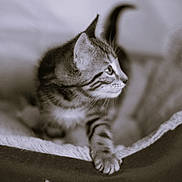 Aïko participe au concours pour gagner de l'argent avec cette photo : kitten, cat, pet_bed, paw, curious, black_and_white, feline, striped, whiskers, indoor, cozy, close_up, animal, young_cat, fur, cute, domestic_cat, playful, resting, side_view