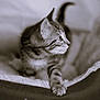 kitten, cat, pet_bed, paw, curious, black_and_white, feline, striped, whiskers, indoor, cozy, close_up, animal, young_cat, fur, cute, domestic_cat, playful, resting, side_view