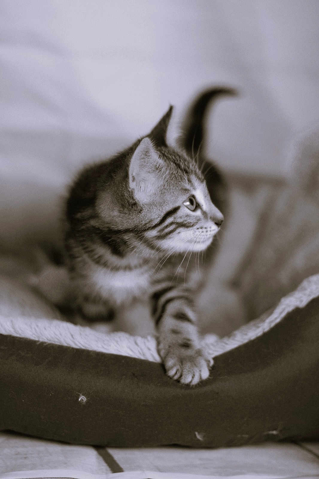 Aïko participe au concours pour gagner de l'argent avec cette photo : kitten, cat, pet_bed, paw, curious, black_and_white, feline, striped, whiskers, indoor, cozy, close_up, animal, young_cat, fur, cute, domestic_cat, playful, resting, side_view