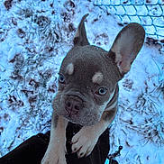 Milo is registered to the contest to win money with this photo: puppy, dog, blue_eyes, snow, outdoor, fence, ear, pet, animal, cute, winter, ground, grass, cold, person, clothing, black_jacket, paw, looking_up, close_up